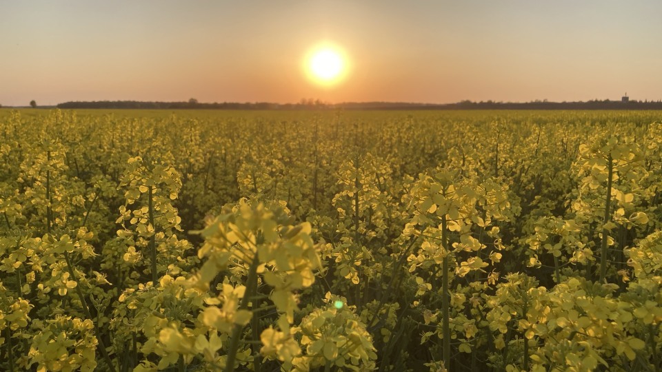 Claussen Farms Crop Management